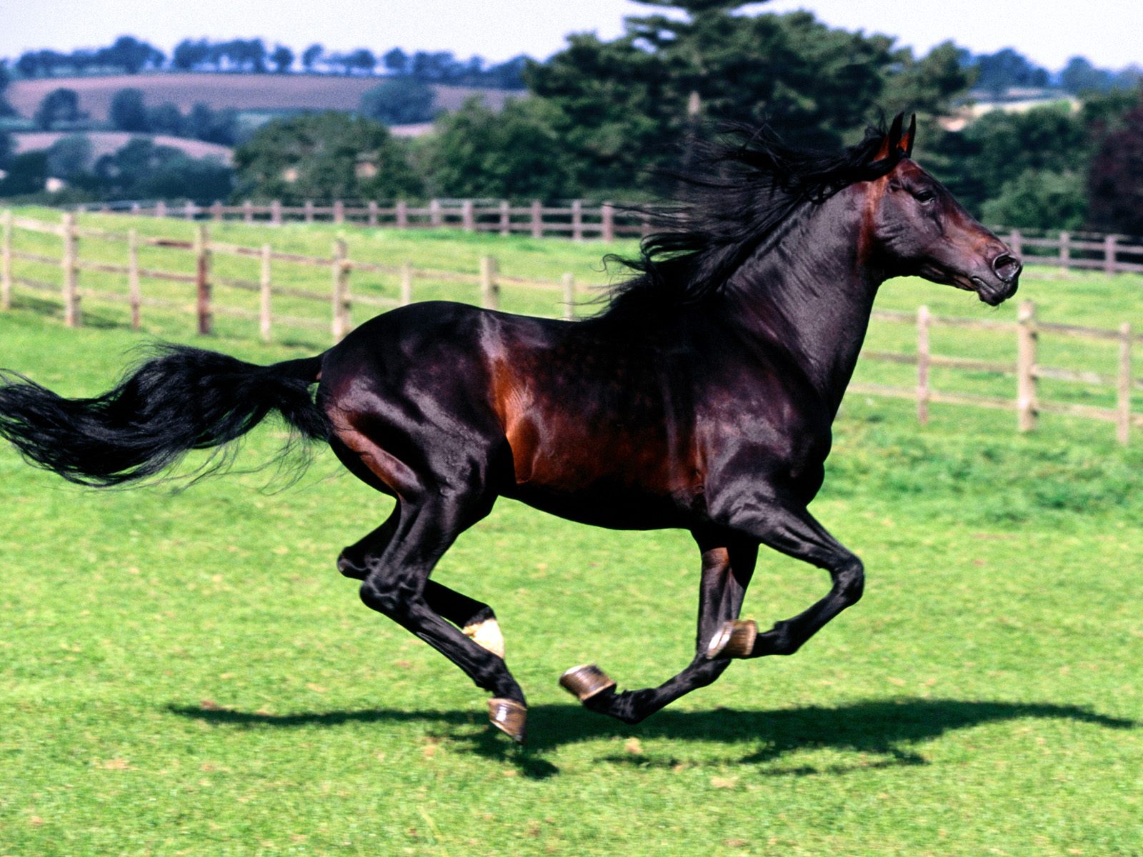 Full Stride, Spanish Horse.jpg