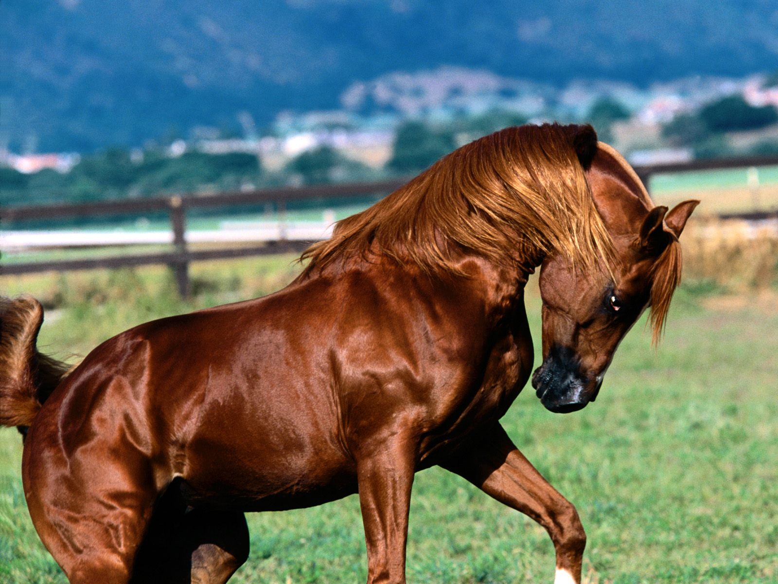 _Shah Azim_, Arabian Stallion.jpg