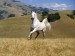 Galloping White Stallion.jpg
