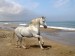 Grey Andalusian by the Sea.jpg