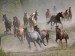 Horse Roundup, Montana.jpg