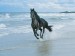 Running With the Wind, Black Andalusian.jpg