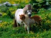 Shetland Pony With Foal.jpg