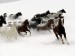 Snow Horses.jpg