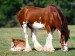 Strength Personified, Clydesdale Mare and Foal.jpg